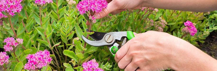 Persona cortando flores con tijeras