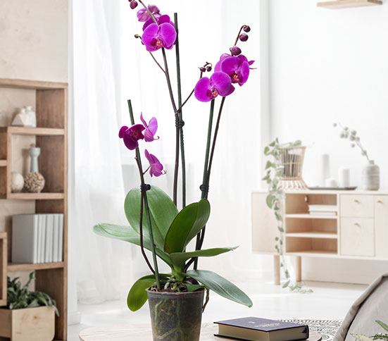 Orquídea sobre una mesa en la sala