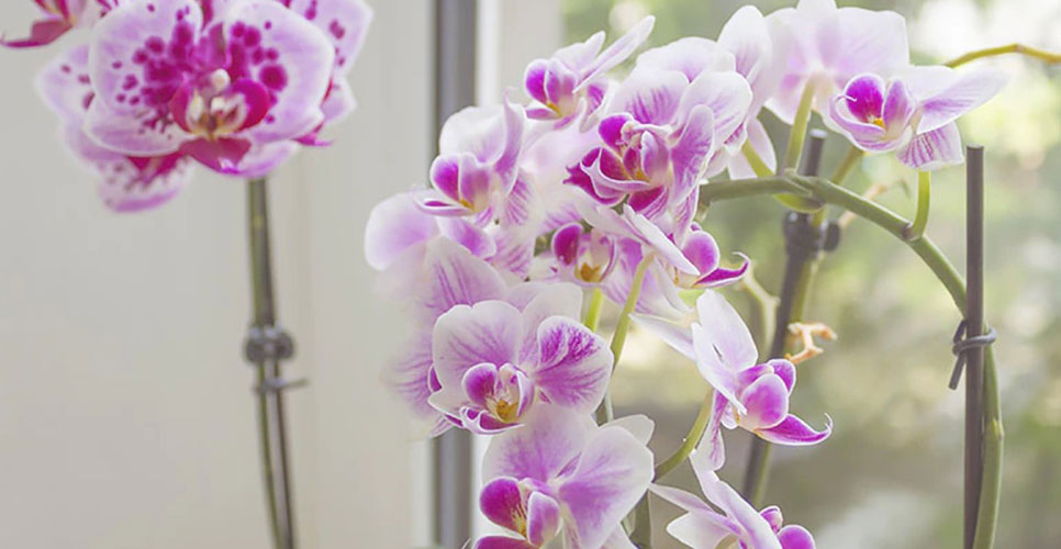 Cómo cuidar tus orquídeas | The Home Depot México