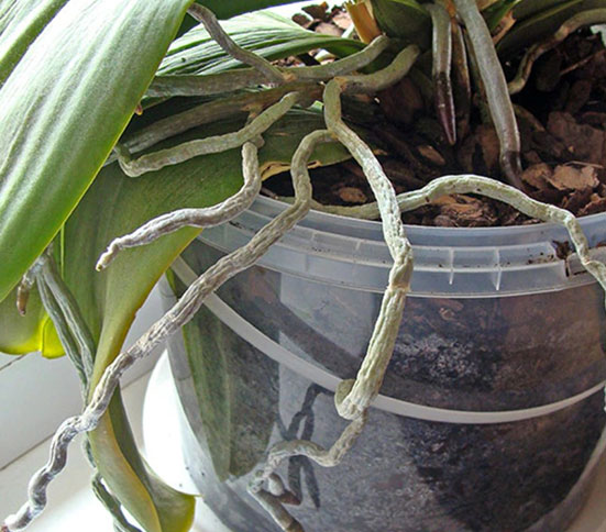 Raíces de orquídea saliendo del recipiente