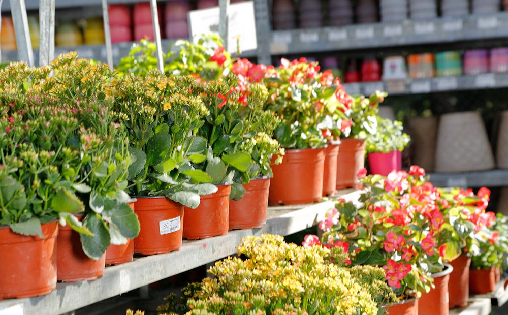cordura Seguro complemento Cómo elegir el tamaño y tipo de maceta para tus plantas | The Home Depot  México