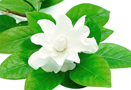 Planta floral gardenia blanca