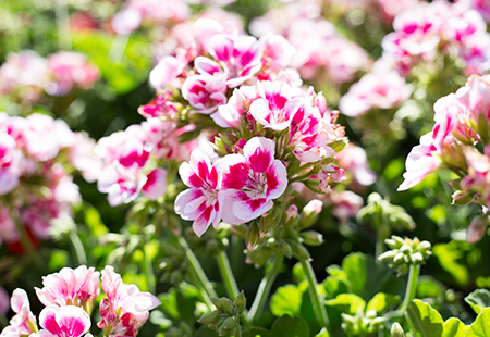 Planta floral geranios rosas con blanco