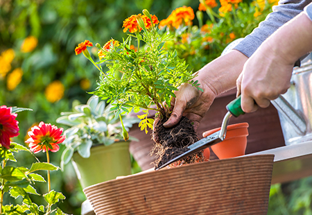 Usuaria sosteniendo cuchara de jardín y trasplantando flores naranjas a una maceta de barro