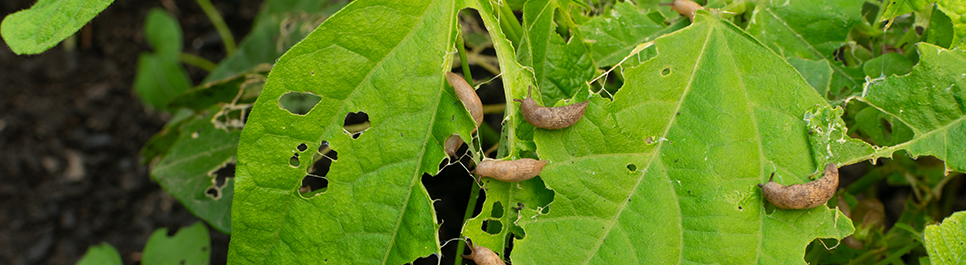 Plaga de caracoles consumiendo hojas de planta