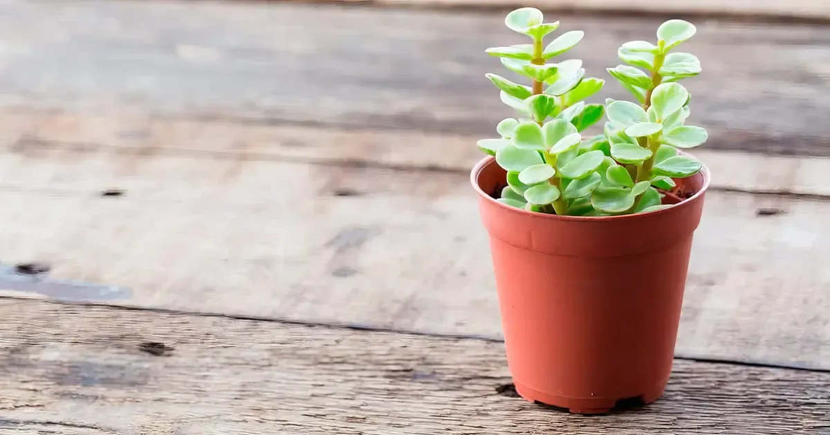 Cómo cuidar el árbol de la abundancia