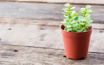 Cómo cuidar el árbol de la abundancia