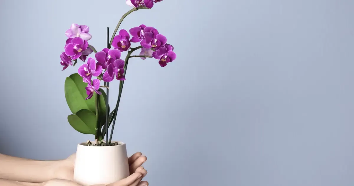 Maceta para orquídea