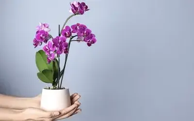 Maceta para orquídea