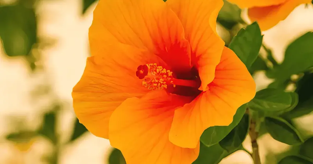 Descubre el tulipán mexicano