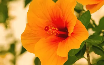 Descubre el tulipán mexicano