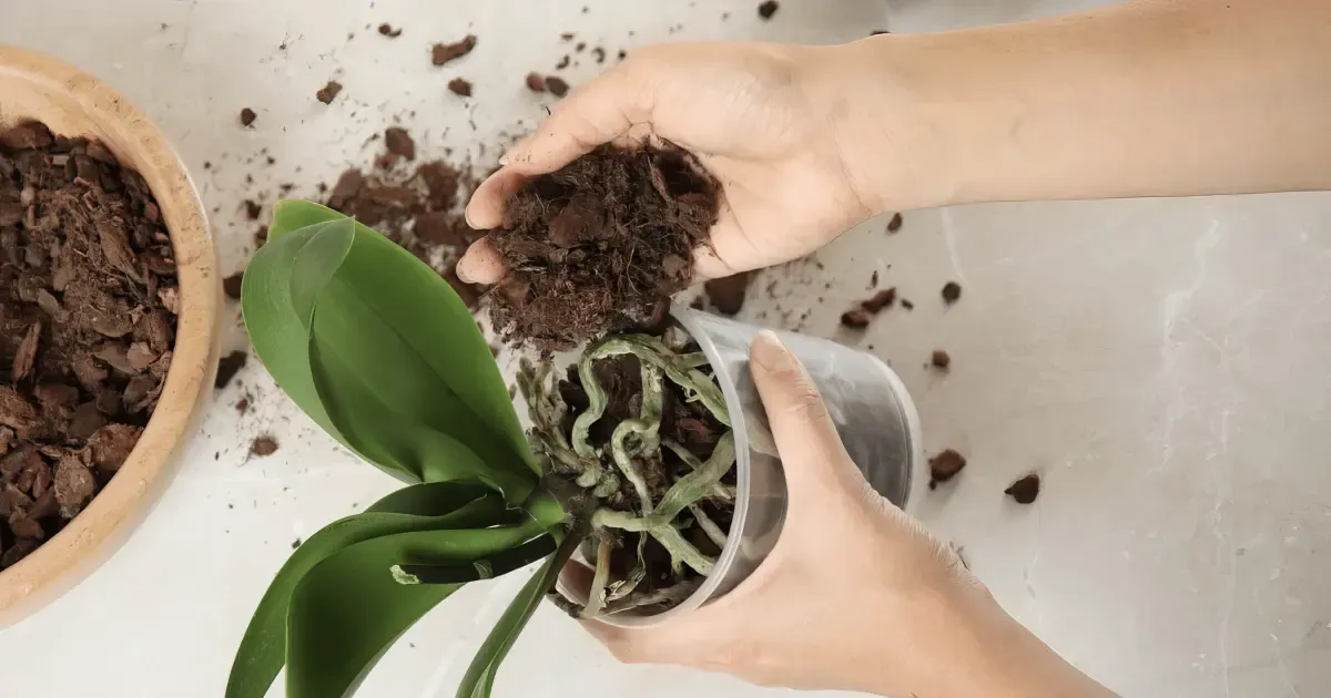 Sustrato de una orquídea