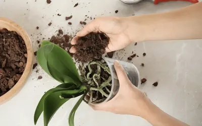 Sustrato de una orquídea