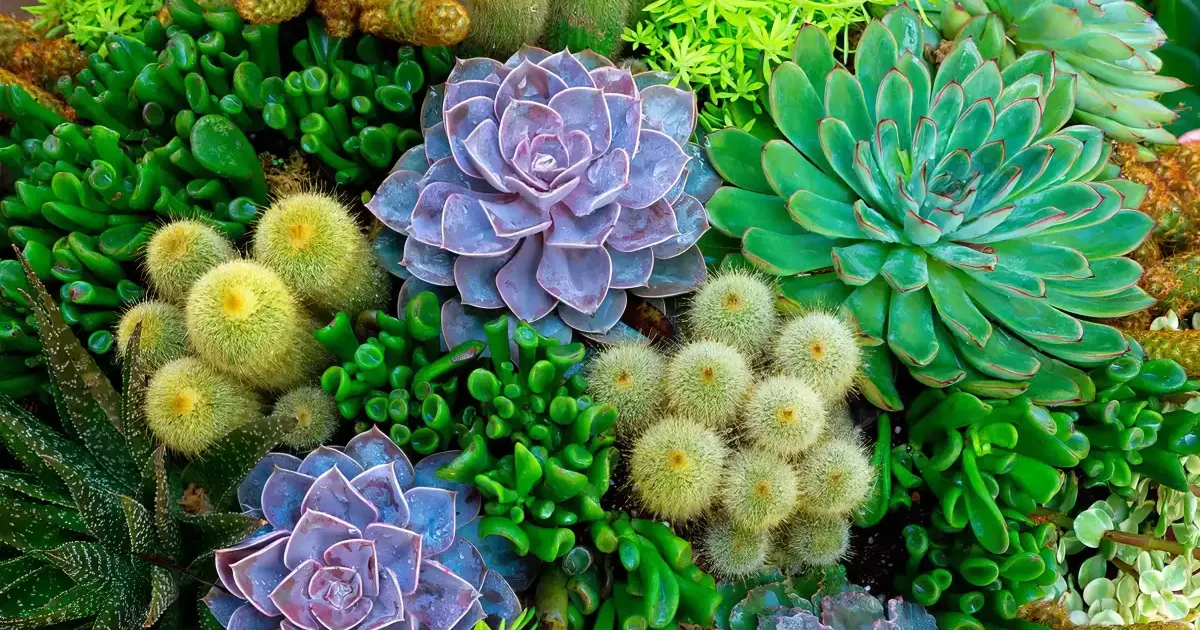 7 plantas ideales para un jardín estilo desértico