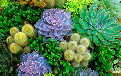 7 plantas ideales para un jardín estilo desértico