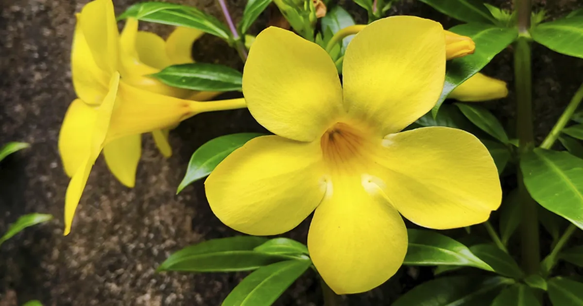 ¿Copa de oro enana? Una flor muy distinta