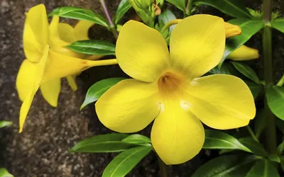 ¿Copa de oro enana? Una flor muy distinta