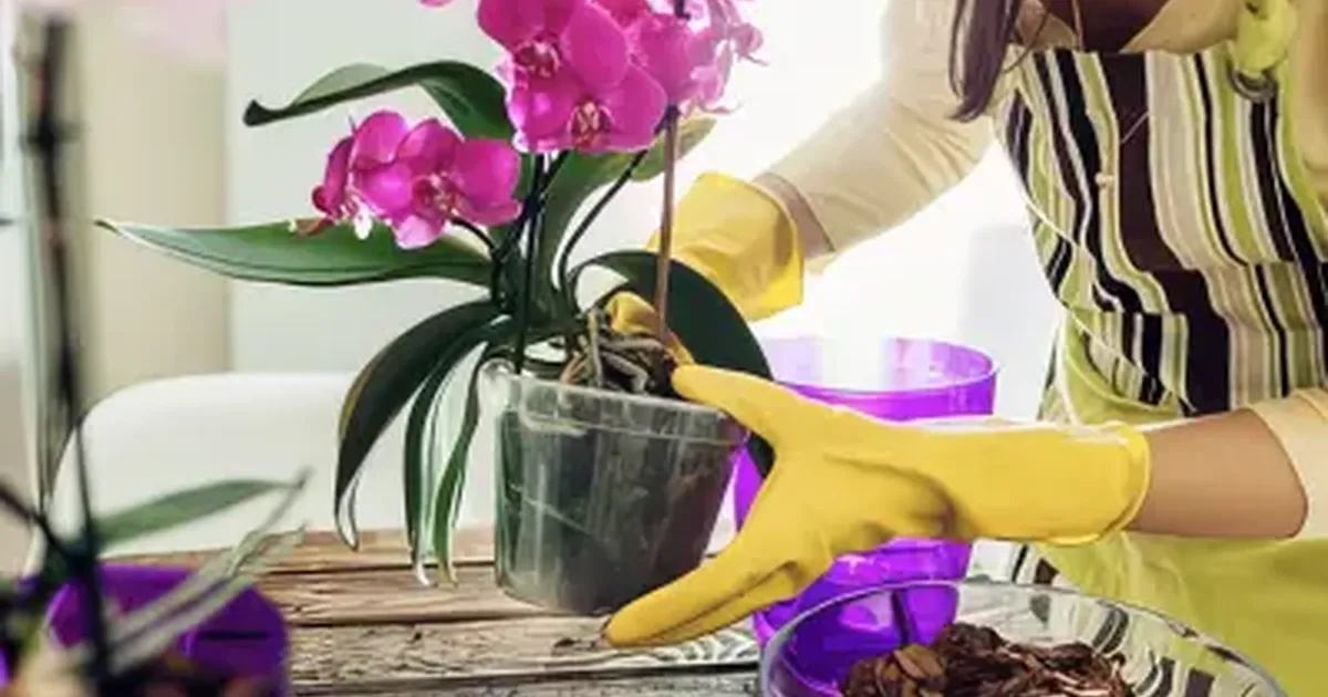 Cuidados para una orquídea