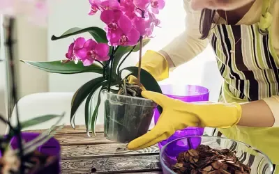 Cuidados para una orquídea