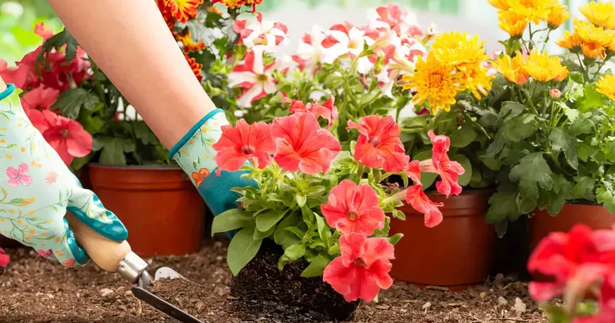 Flores de exterior