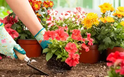 Flores de exterior