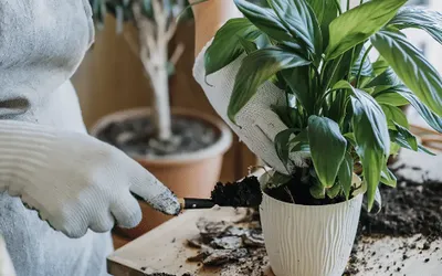 Regalos para amantes de la jardinería