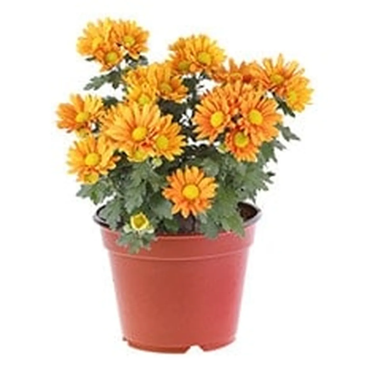 flores decorativas