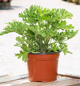 Plantas comestibles - Crea tu propio huerto
