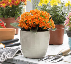 Plantas
