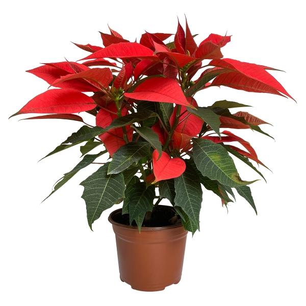 NOCHEBUENA ORANGE SPICY 6"