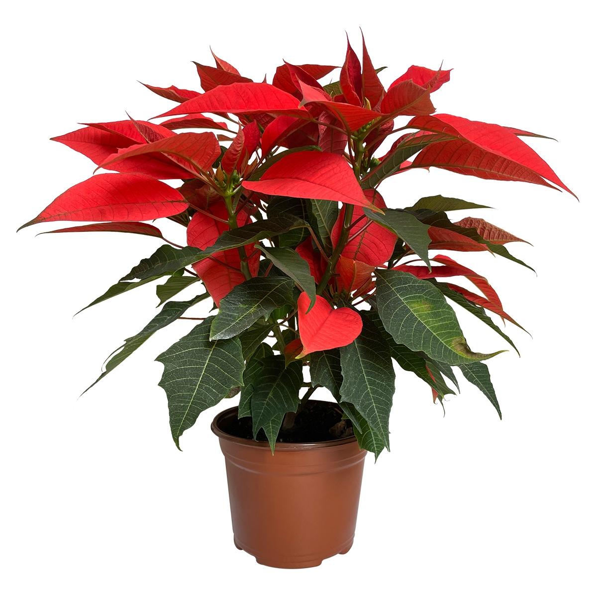 Nochebuena orange spicy 6