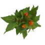 PLANTA CELOSIA 5