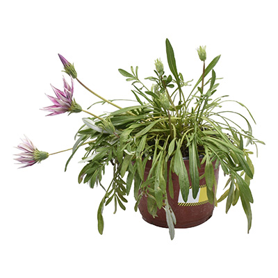 PLANTA GAZANIA NATURAL 33 X 16 CM CON MACETA DE PLÁSTICO