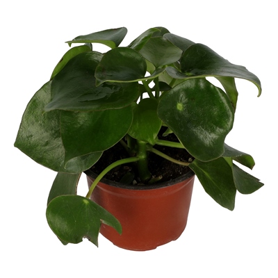 PLANTA CORAZÓN DE MARÍA 21.8 X 13 CM CON MACETA DE PLÁSTICO