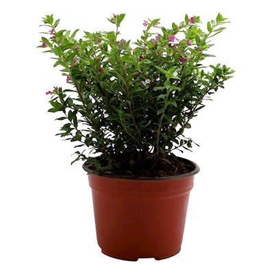 PLANTA NATURAL TRUENO DE VENUS VERDE 30 X 15.2 CM