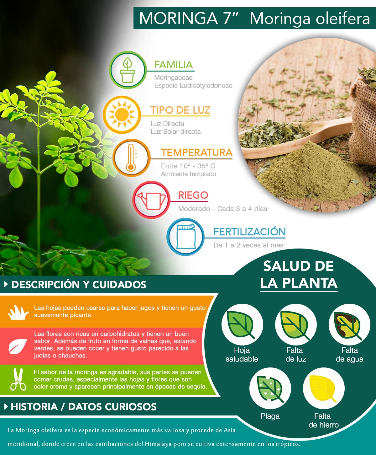 PLANTA MORINGA NATURAL VERDE 73 X 17 CM The Home Depot México