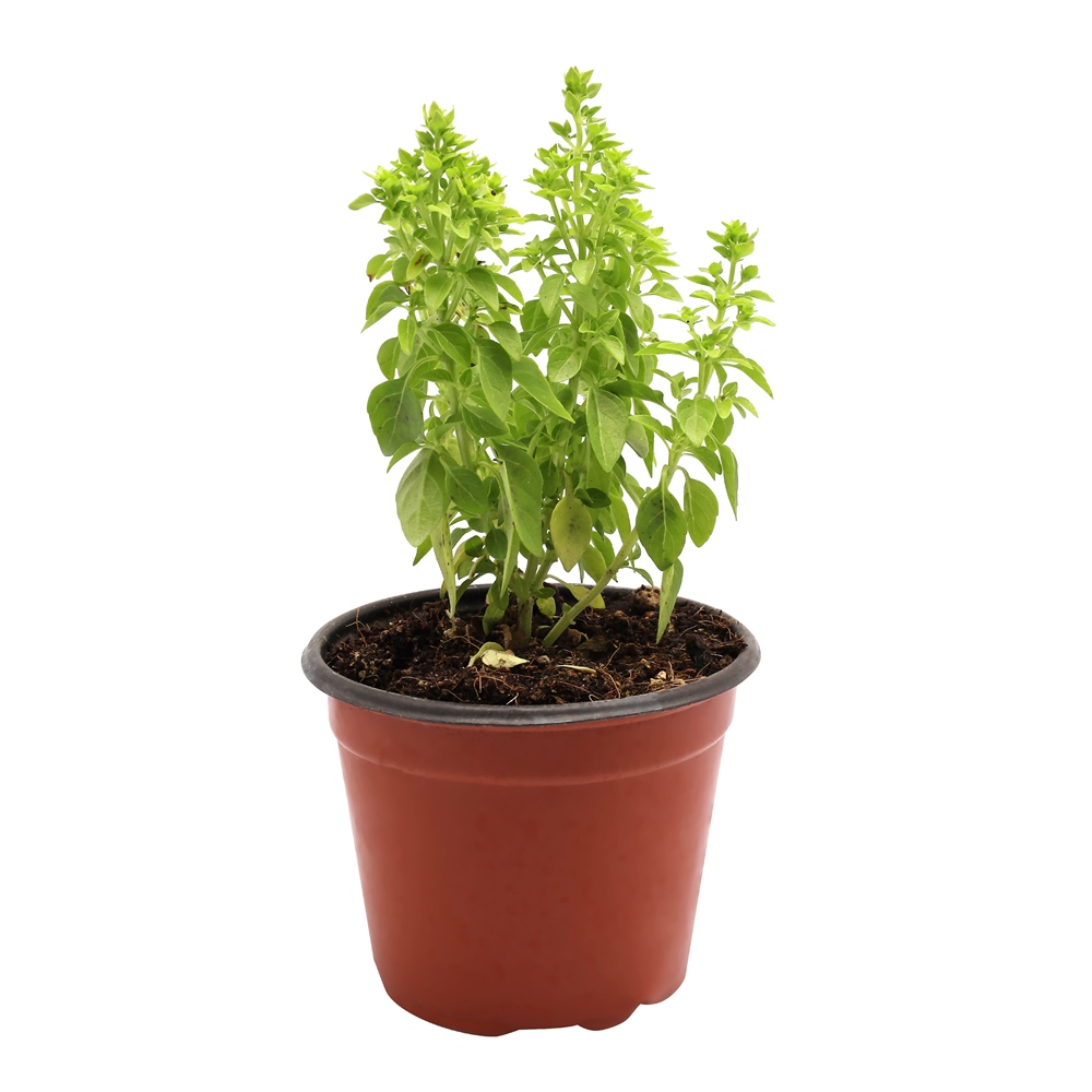 Planta albahaca natural verde 10 x 20 cm