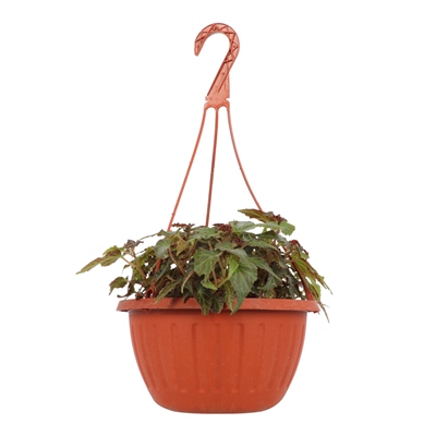 PLANTA NATURAL BEGONIA BOLIVIA 50.5 X 25 CM CON MACETA DE PLÁSTICO