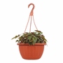 PLANTA NATURAL BEGONIA BOLIVIA 50.5 X 25 CM CON MACETA DE PLÁSTICO