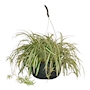 PLANTA LISTÓN COLGANTE NATURAL VERDE 25.4 CM
