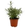 PLANTA LAVANDA 5"