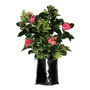 PLANTA IXORA REYNA NATURAL VARIOS COLORES 29 X 65 CM