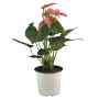 PLANTA ANTHURIO MINI MACETA 5"