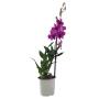 PLANTA ORQUÍDEA DENDROBIUM 5"