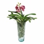 PLANTA NATURAL ORQUÍDEA VANDA CON MACETA DE VIDRIO