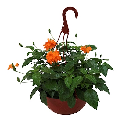 PLANTA NATURAL CROSSANDRA 28 X 38 CM CON MACETA DE PLÁSTICO