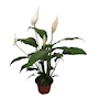 PLANTA CUNA DE MOISÉS NATURAL 12.7 CM CON MACETA DE PLÁSTICO