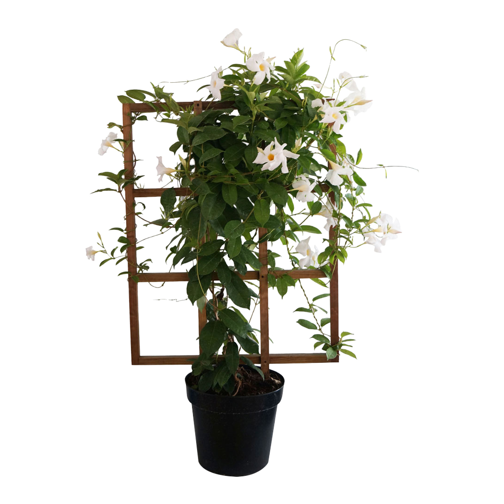 PLANTA MANDEVILLA 11" The Home Depot México