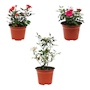ROSAL NATURAL EXTERIOR SOL DIRECTO MACETA 5 PULGADAS FLORES MULTICOLOR