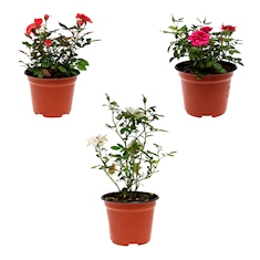 PLANTA ROSA COSTER NATURAL 32 X  CM CON MACETA DE PLÁSTICO | The Home  Depot México